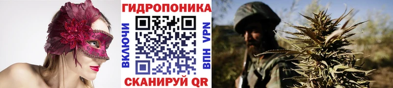 Канабис гибрид  закладка  Валдай 